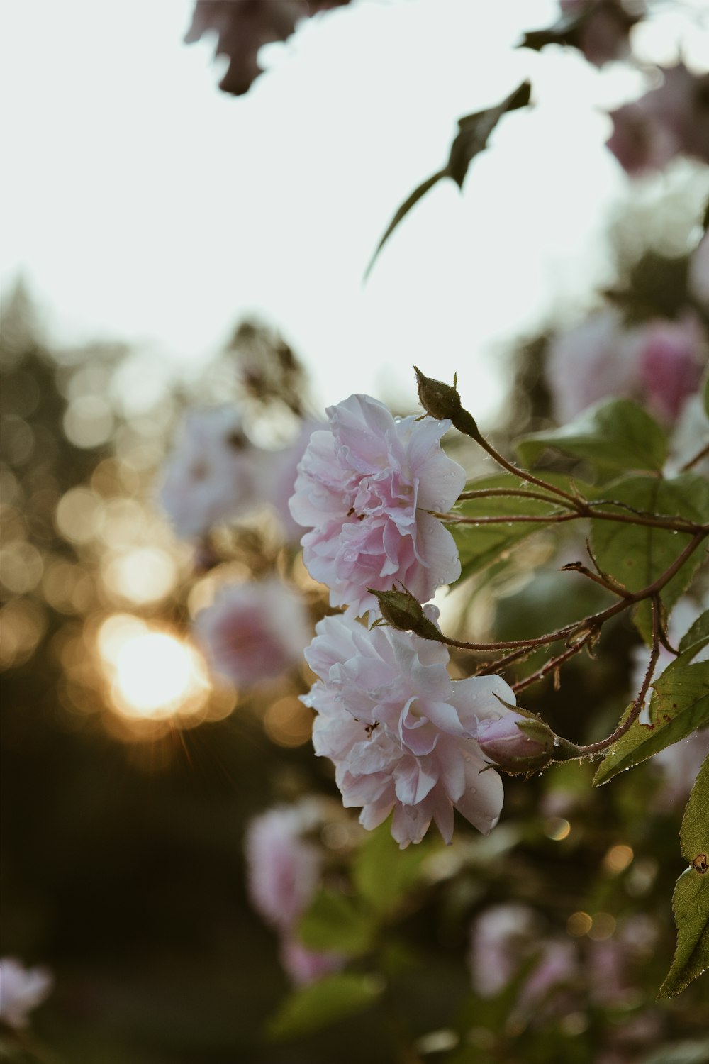 white and pink petaled flowers