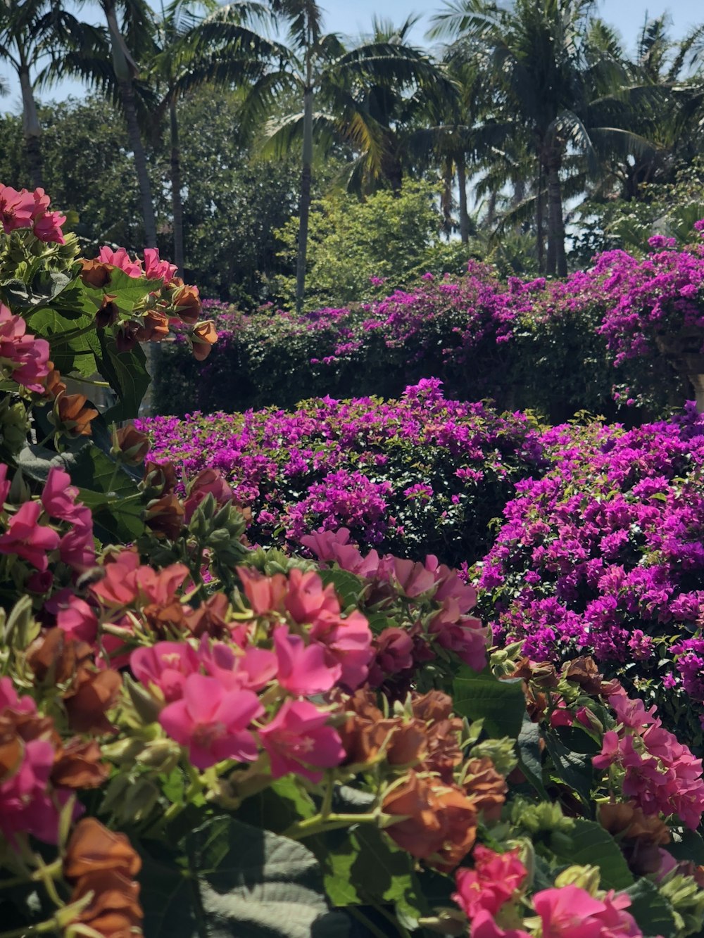 buganvillas moradas y rosas en flor