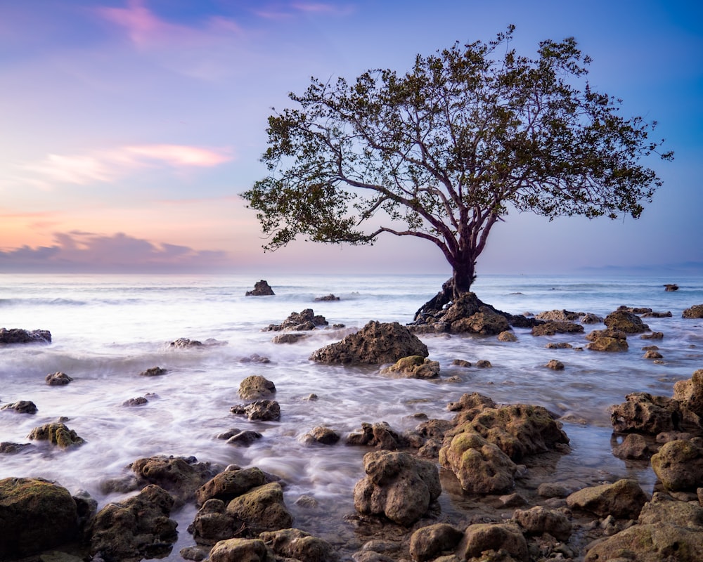 green tree and seashore scenery