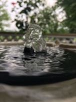 Bubbler delivering a small, focused jet of water at the base of a young fruit tree.