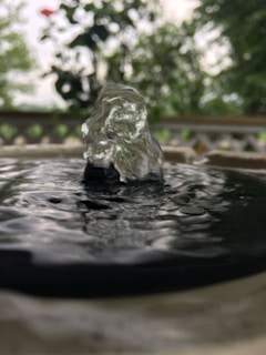 Bubbler delivering a small, focused jet of water at the base of a young fruit tree.