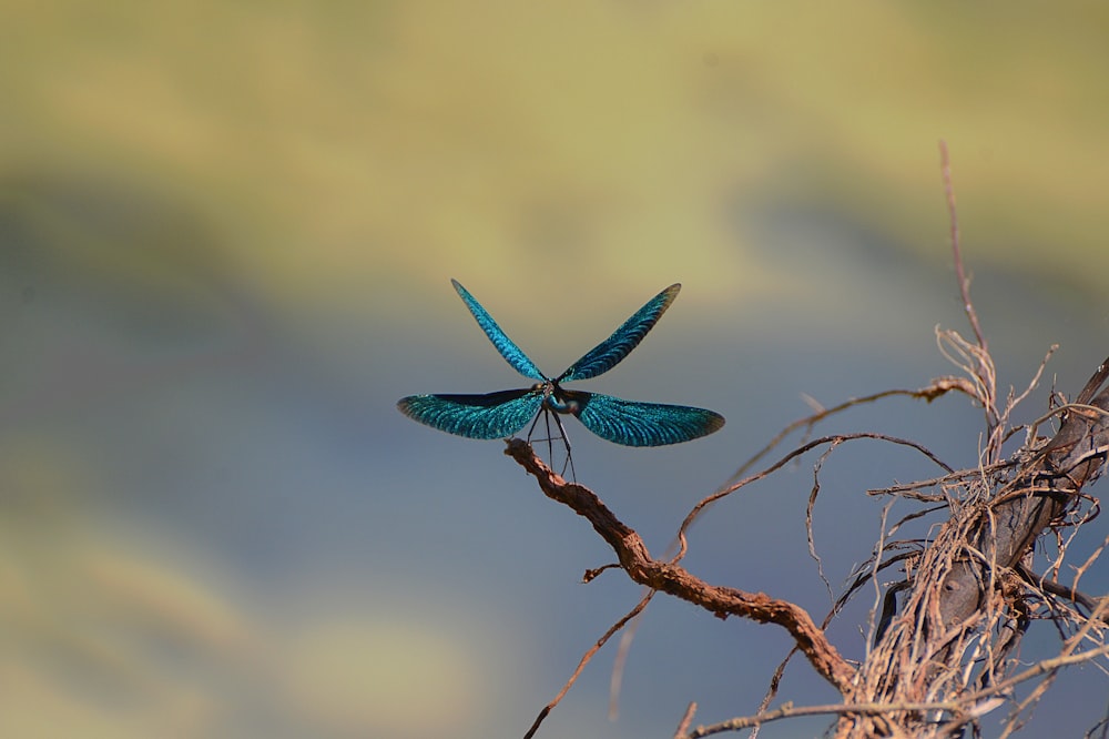 blue dragonfly