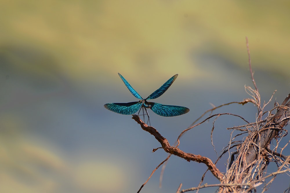 libellule bleue