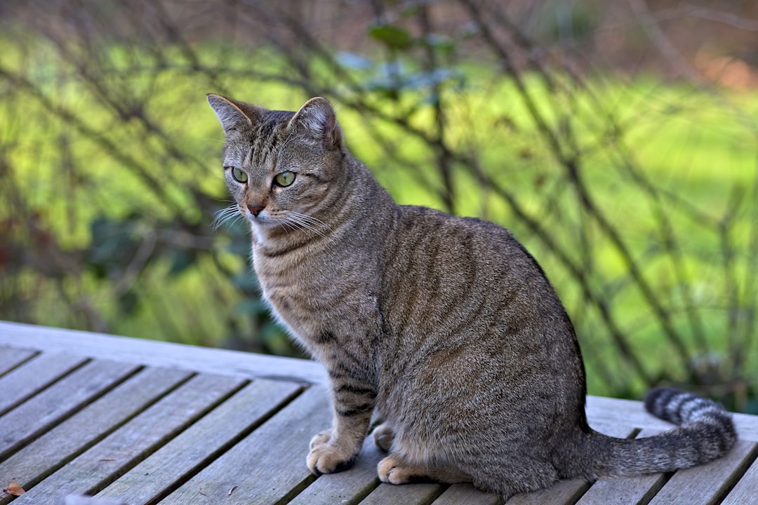 grey tabby cat on grey wooden surface