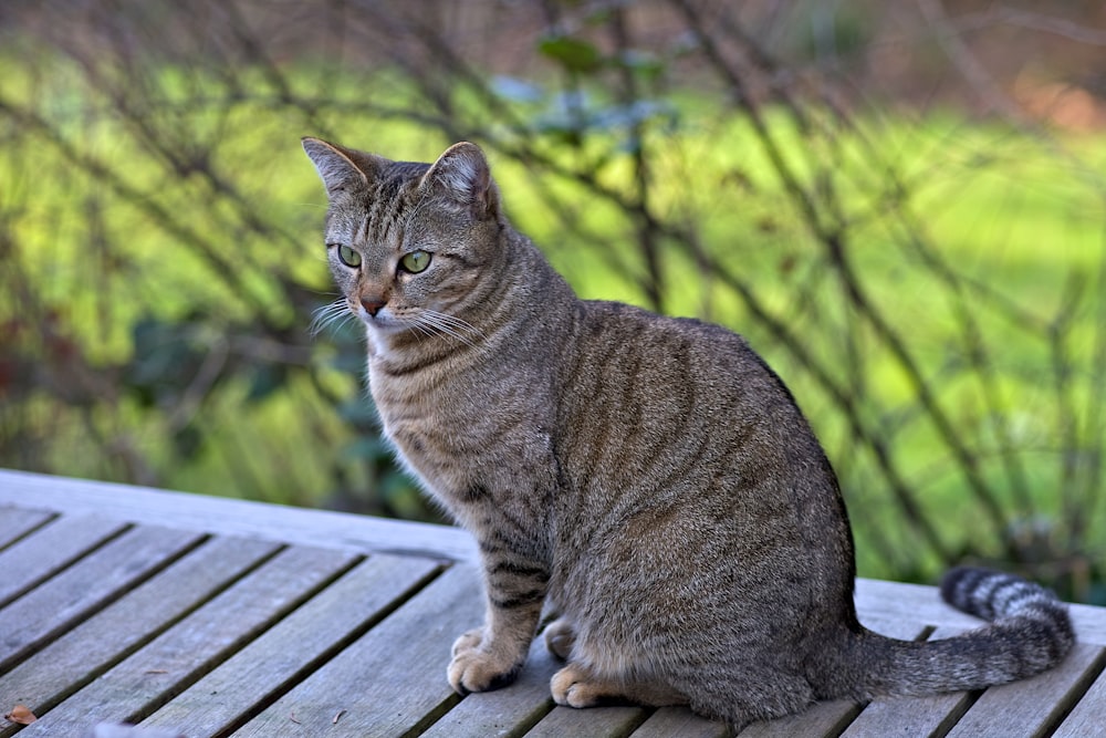 grey tabby cat on grey wooden surface