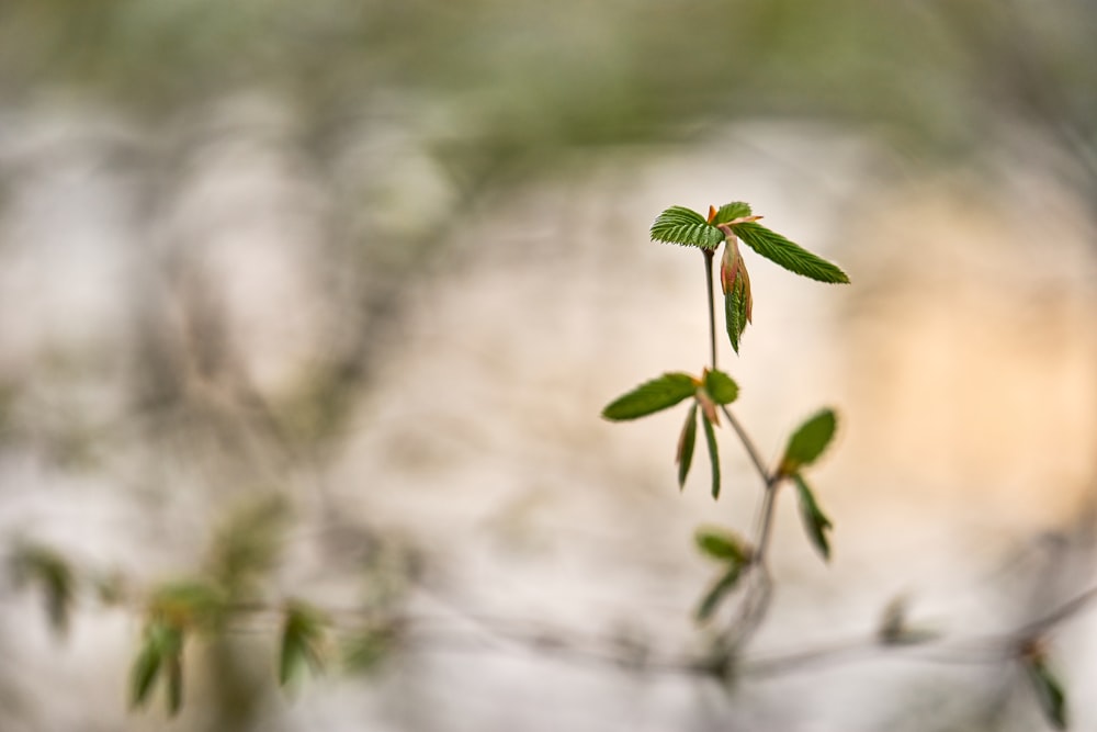 green plants