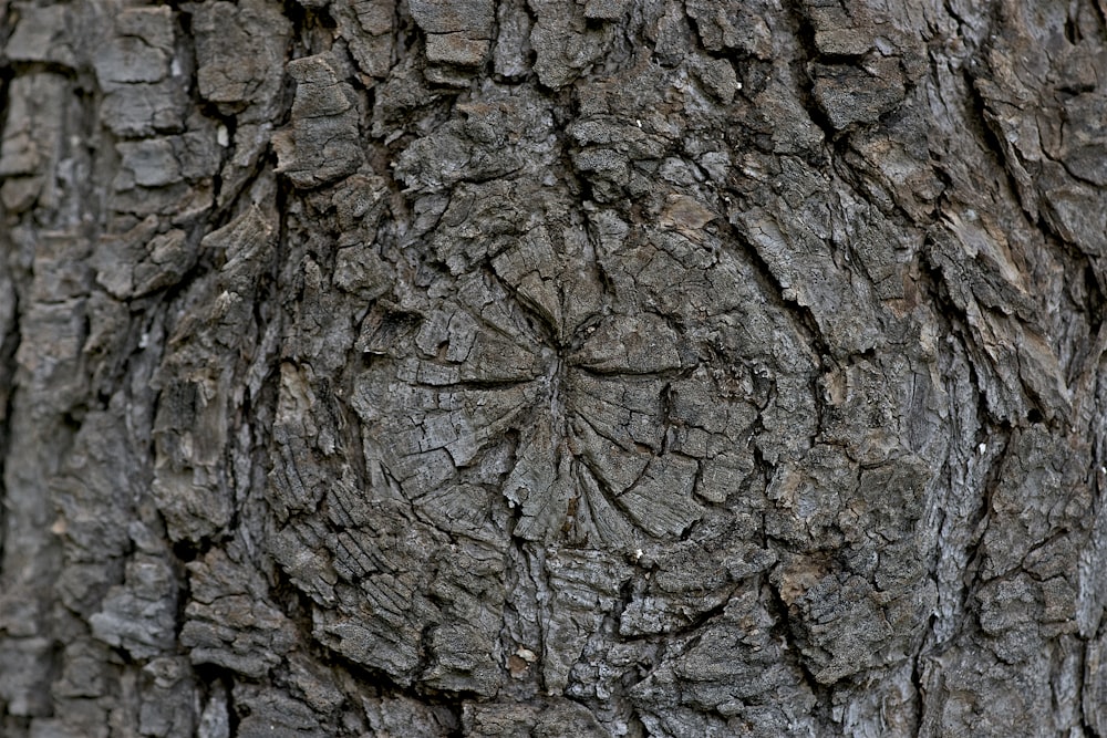 gray tree trunk