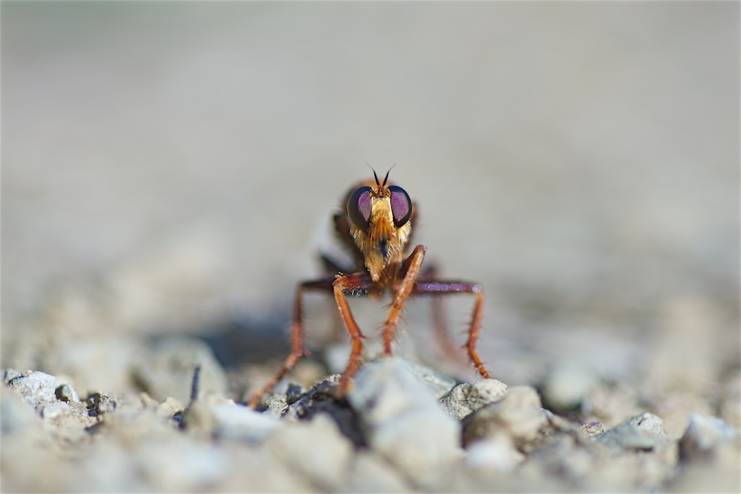 selective-focus photography of insect
