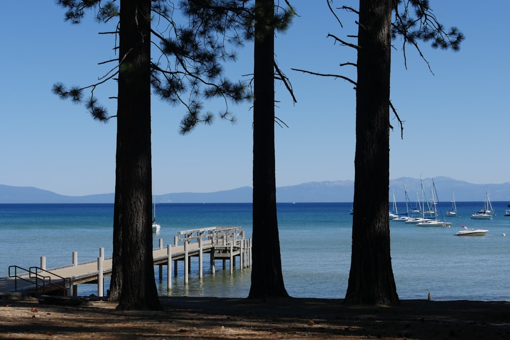 white wooden dock