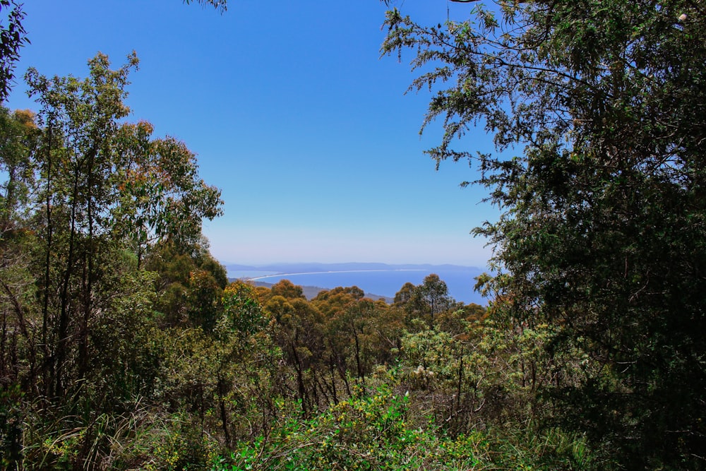 green forest photo during daytime