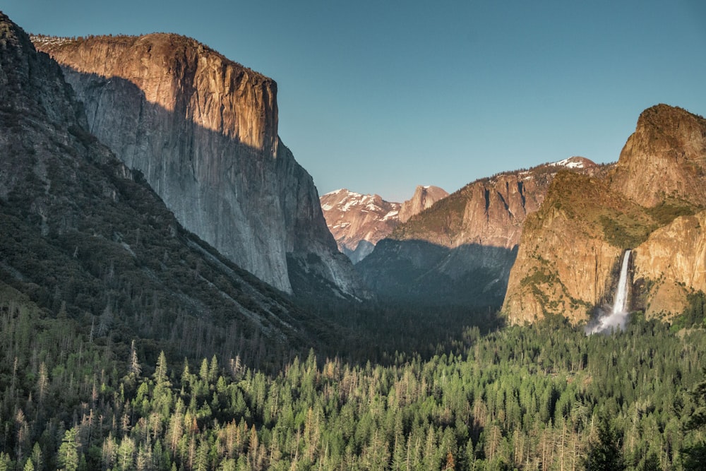 field of trees near mountain