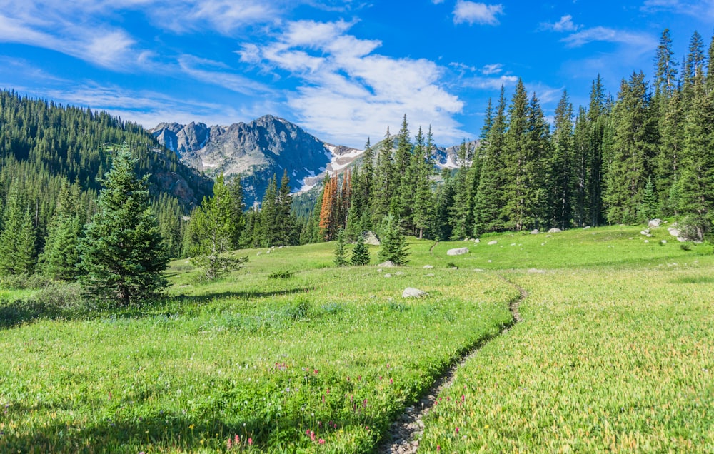 a trail winds through a meadow in the mountains