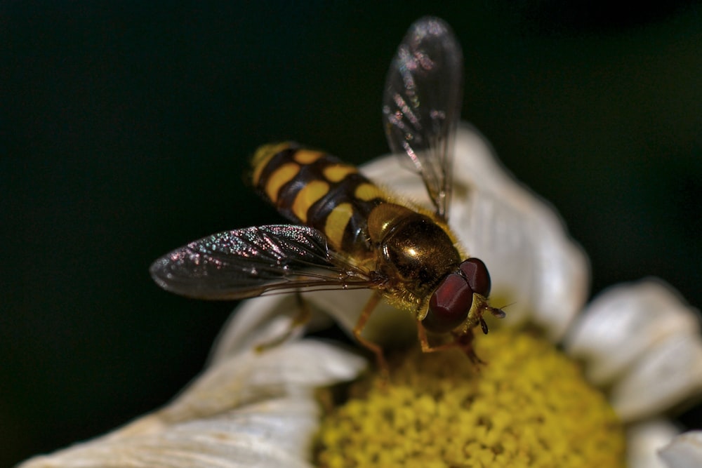 bee on petaled flower