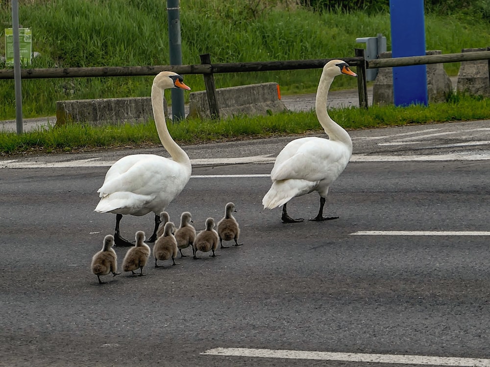 two white ducks with ducklings crossing roads