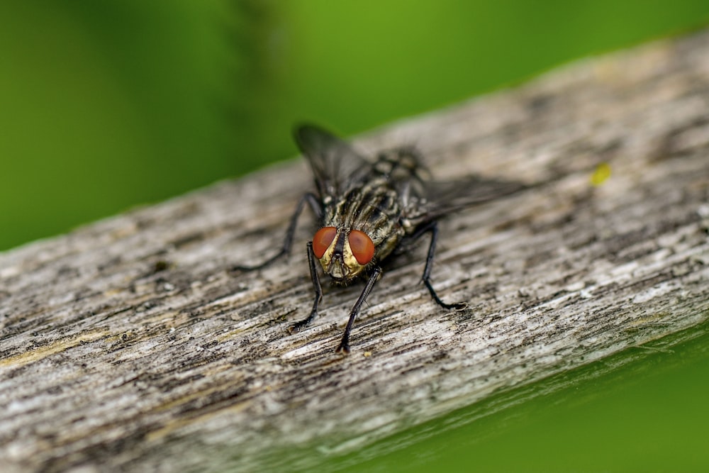 black common fly