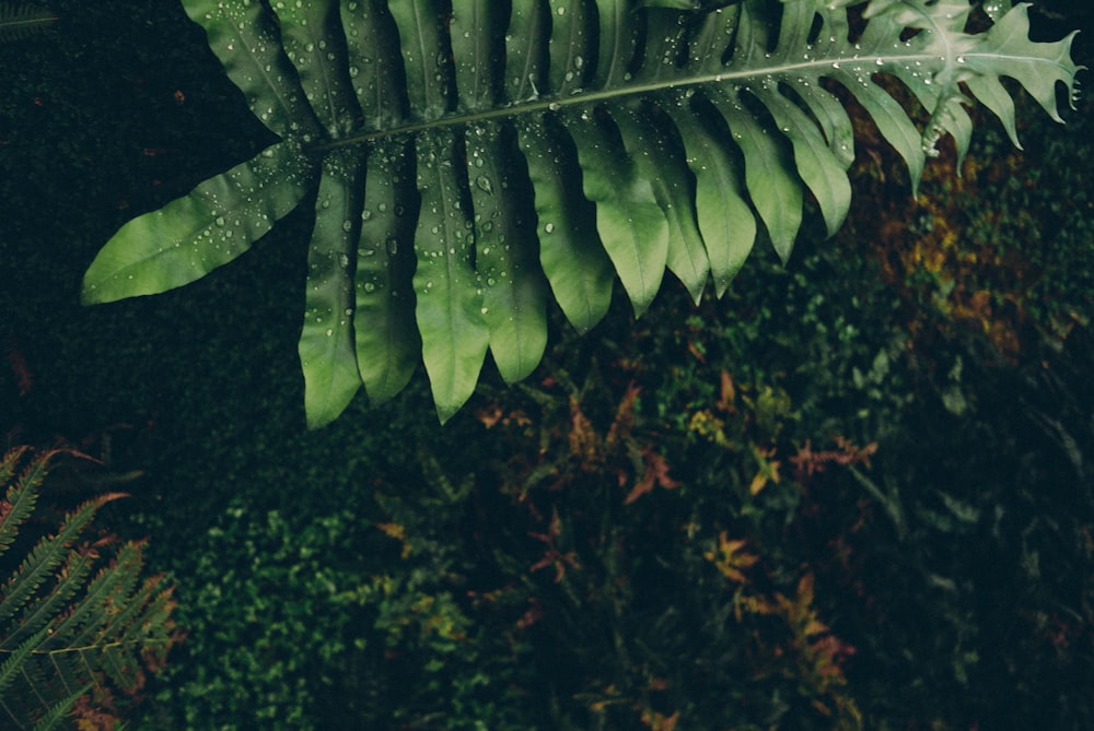 green-leafed plants