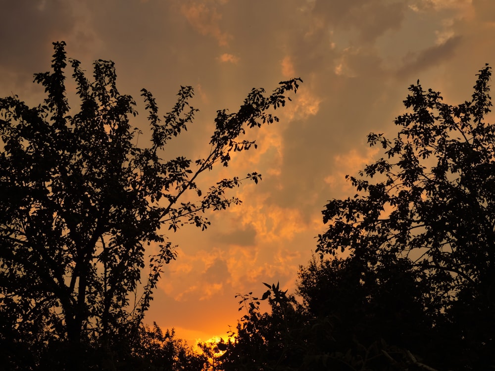 silhouette of sunset trees