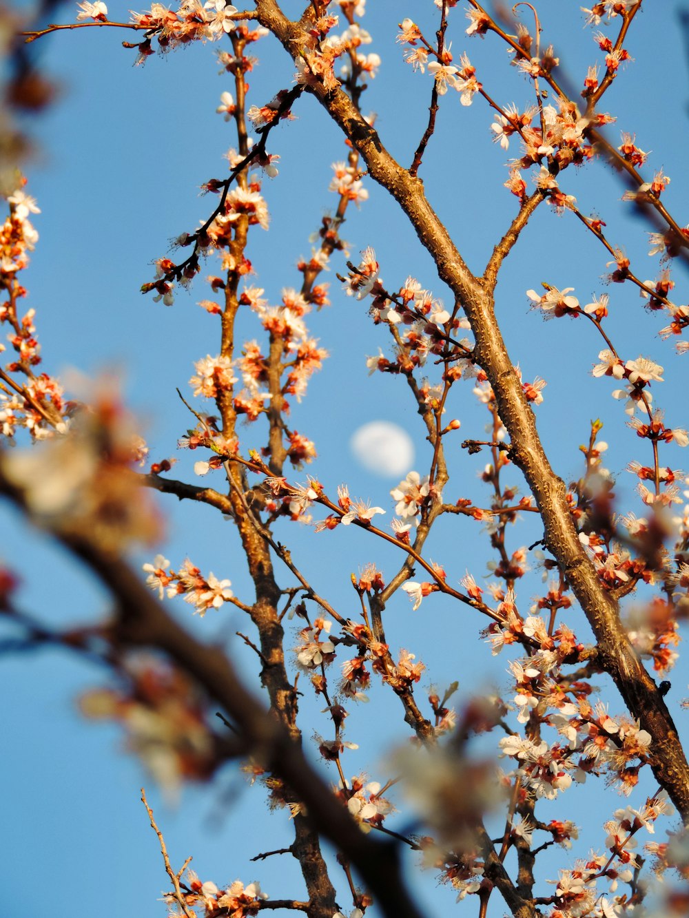 selective focus photo of cherry blossoms