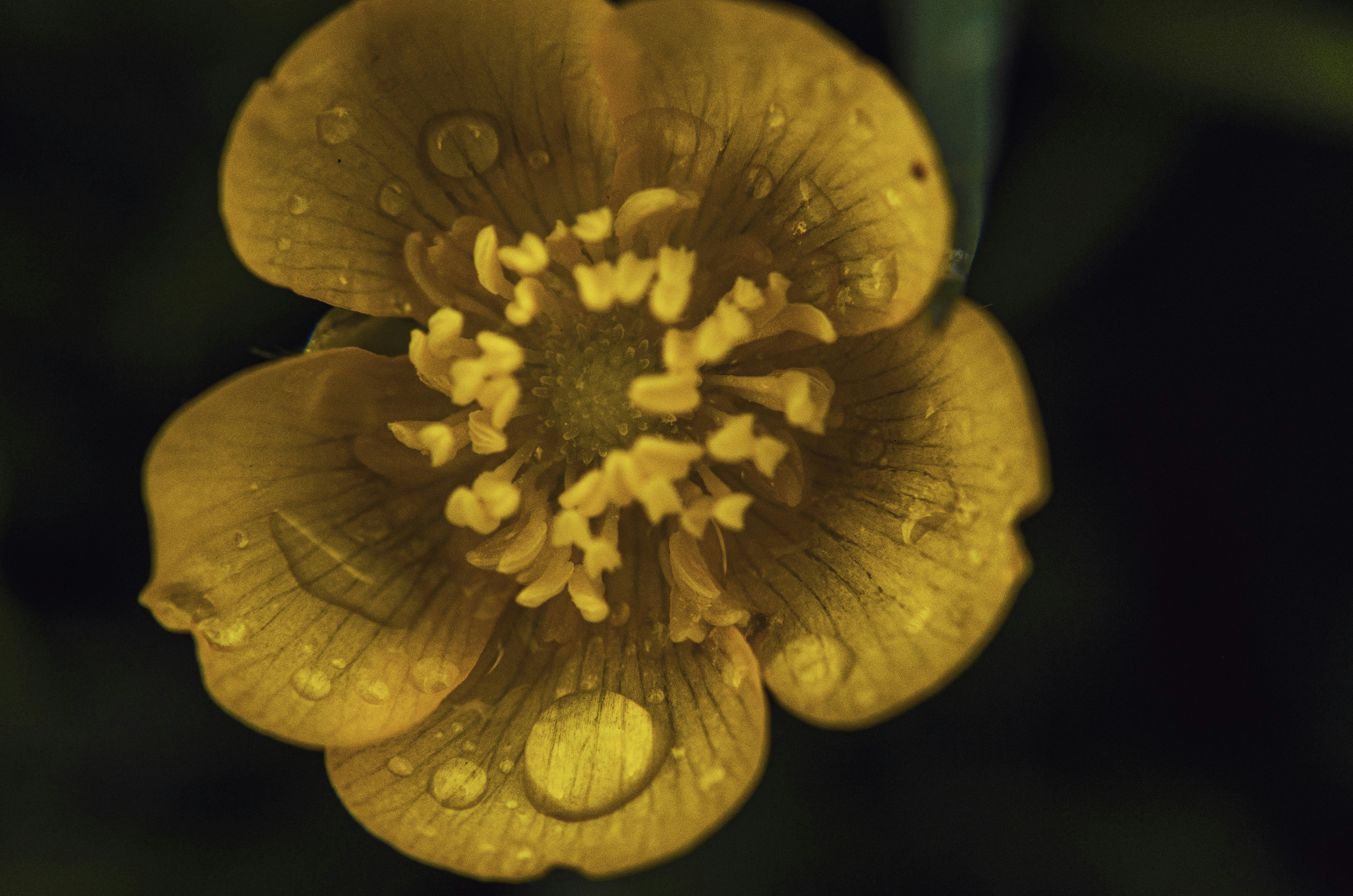 Photo by shanerounce