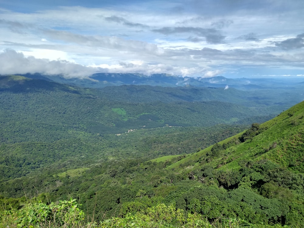 green trees on mountain