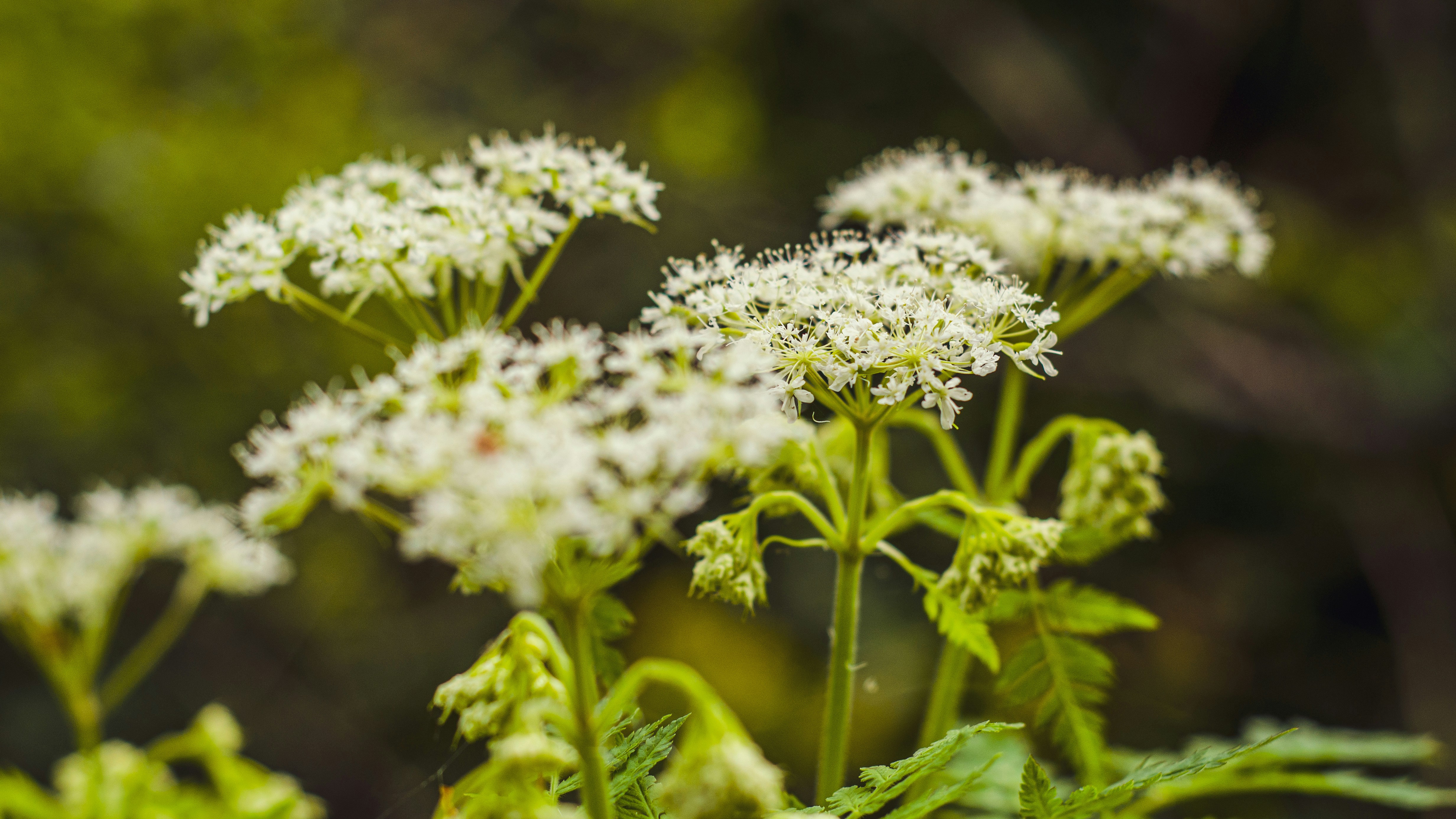 Photo by shanerounce