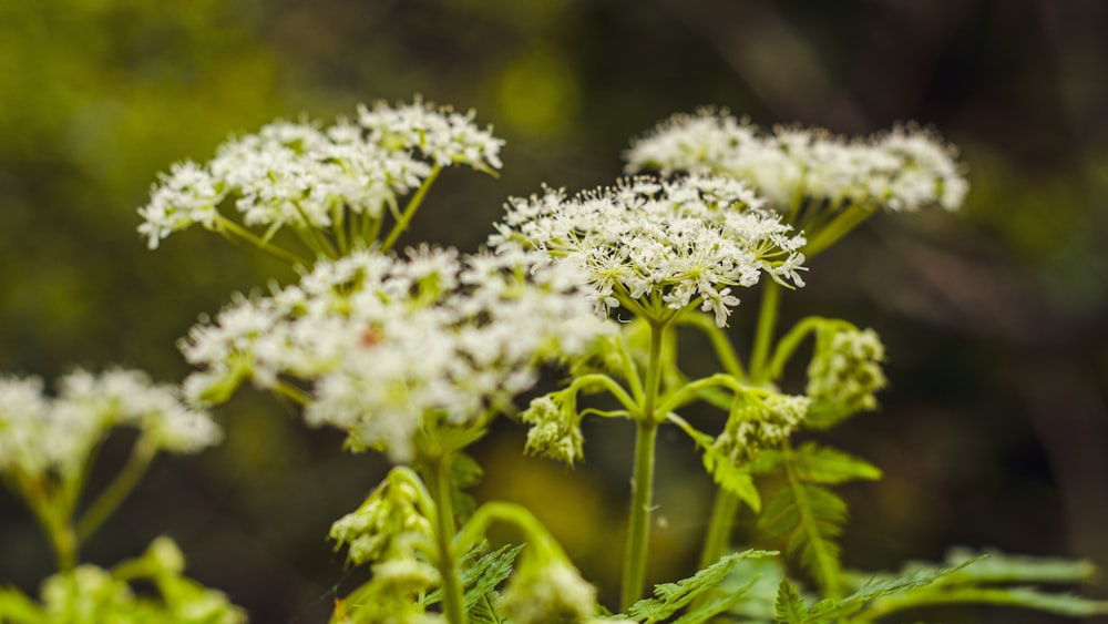 white flowers