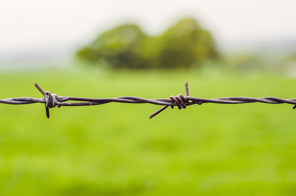 selective-focus photography of barbwire