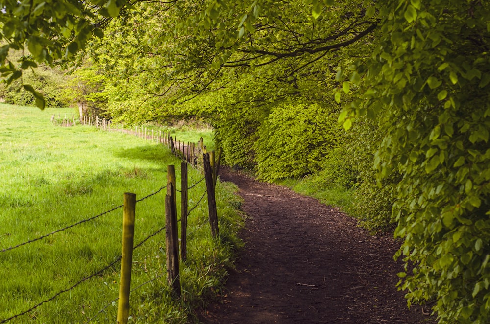 a path in the middle of a lush green field