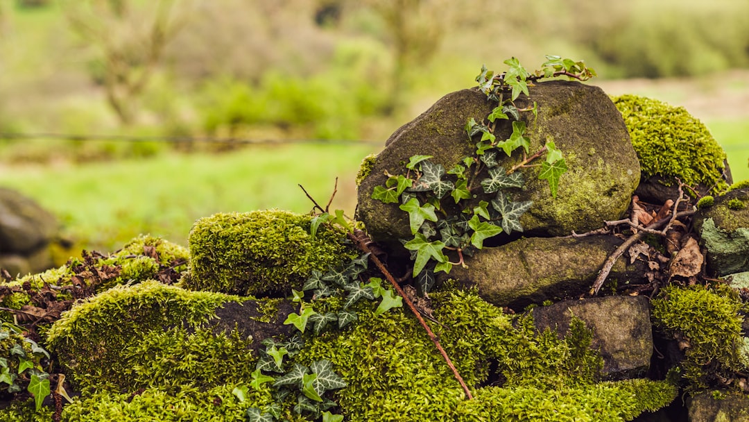 green moist rock scenery