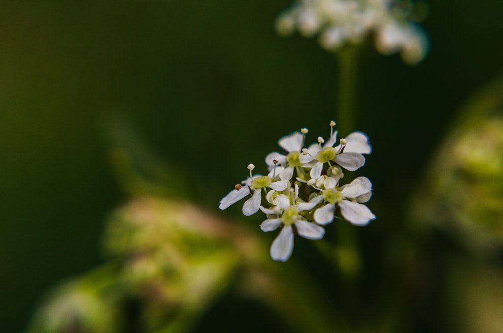 white flower focus photography