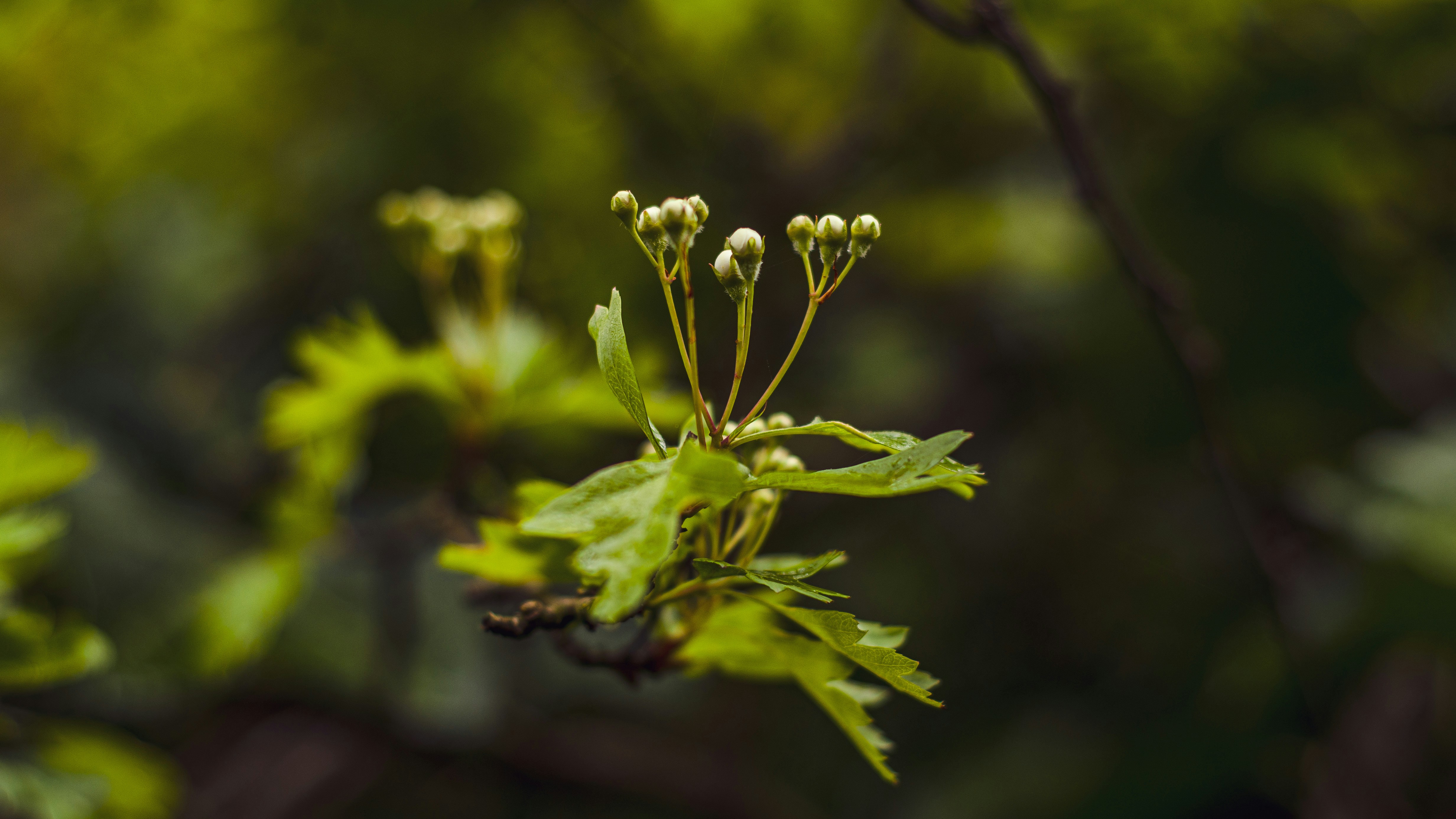 Photo by shanerounce