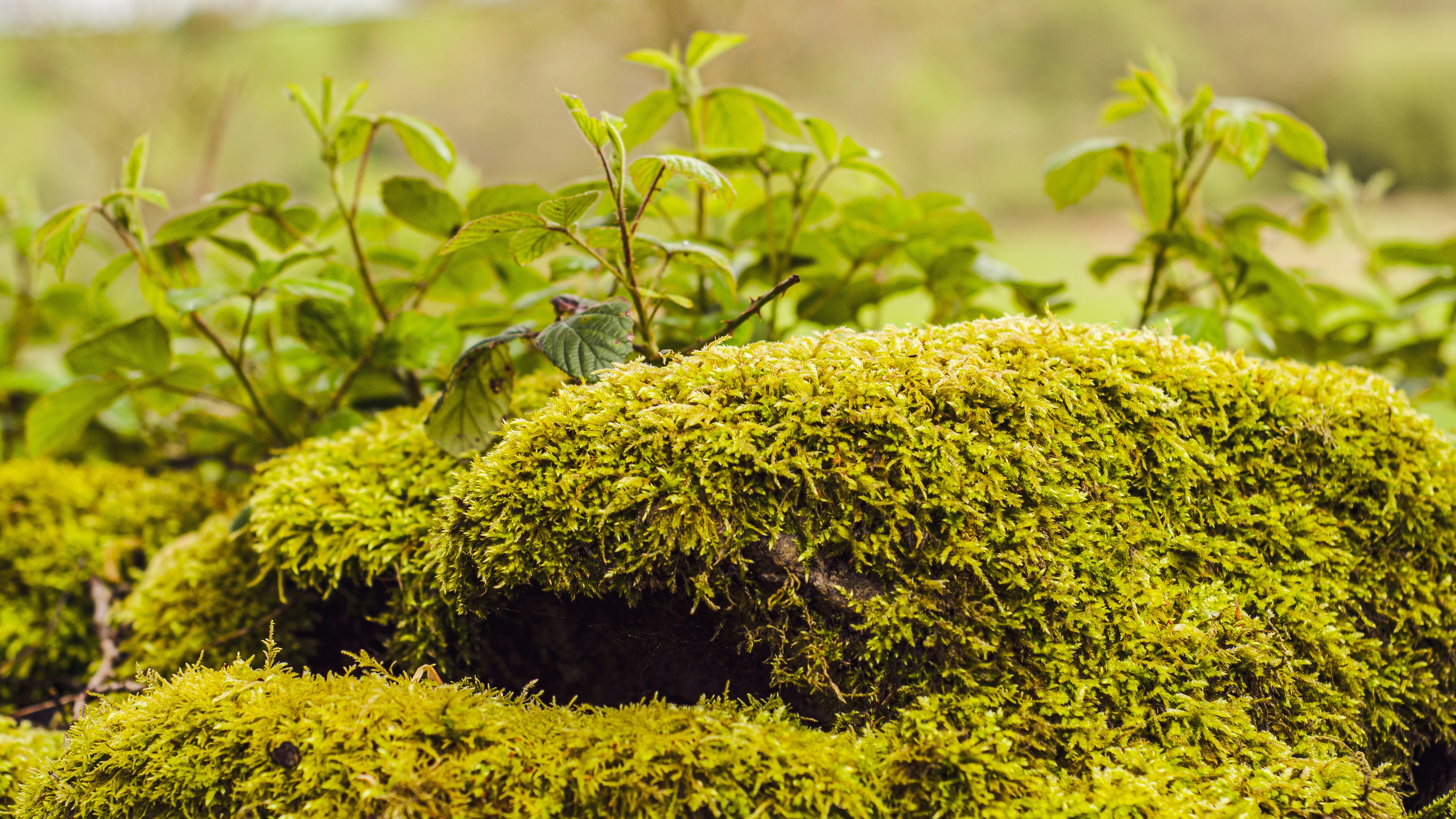 Photo by shanerounce