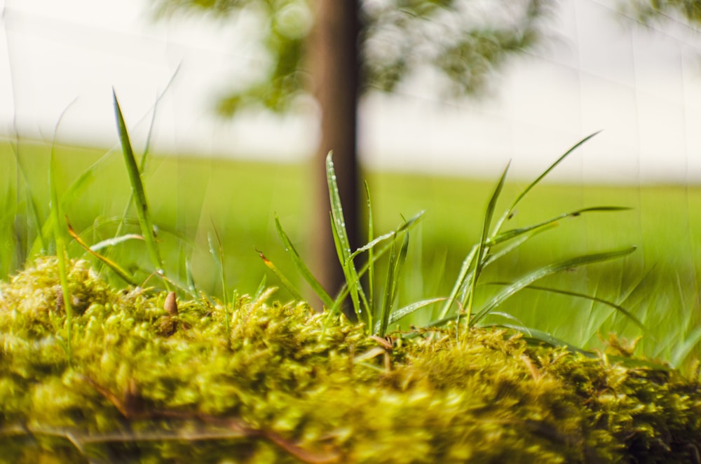 a close up of a mossy surface with a tree in the background