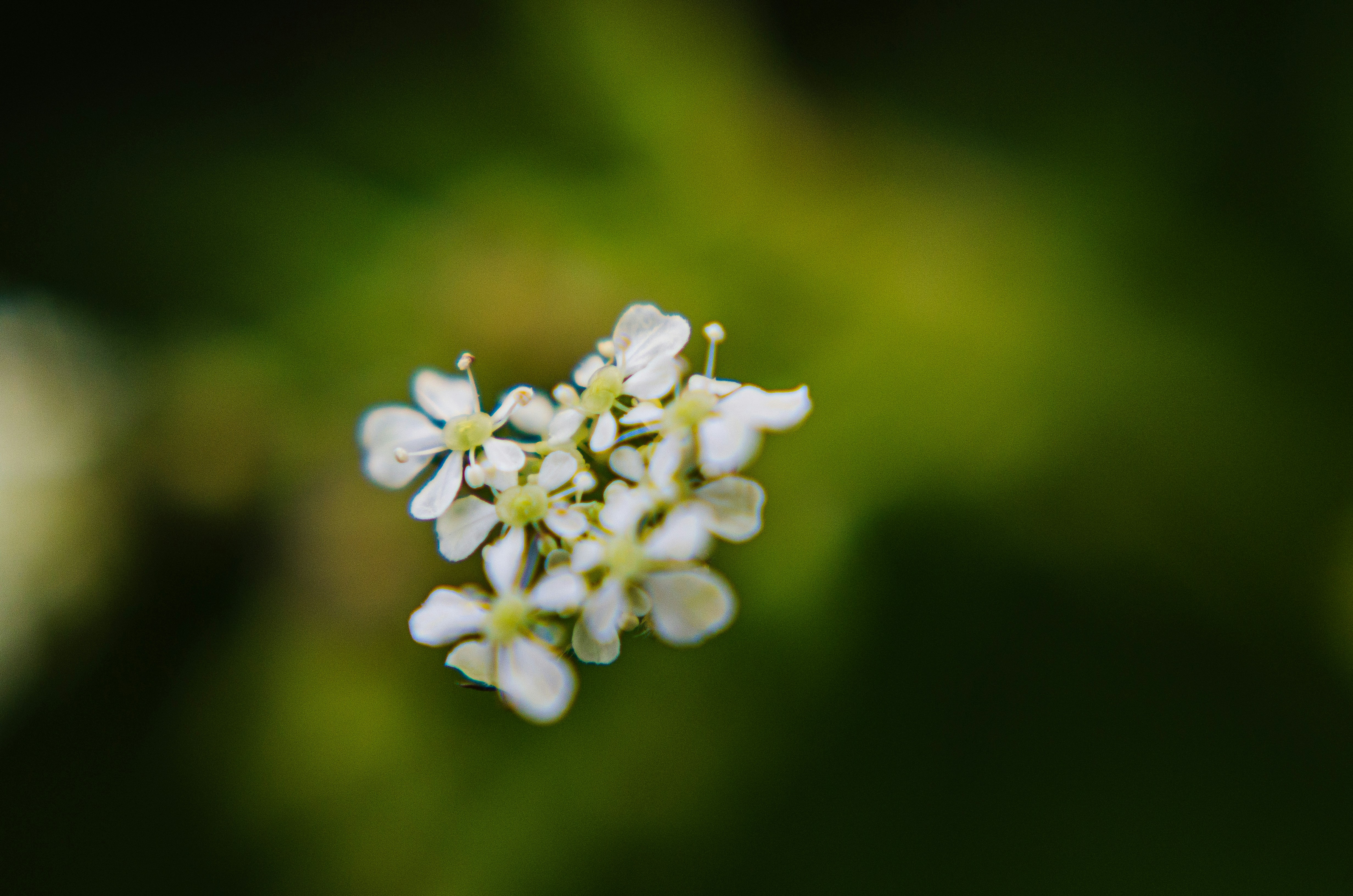 Photo by shanerounce