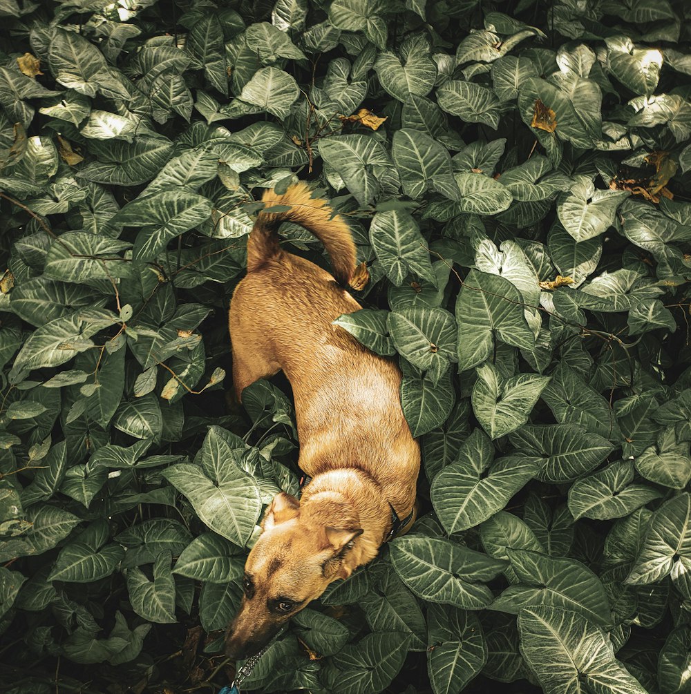 brown coated dog laying on plant
