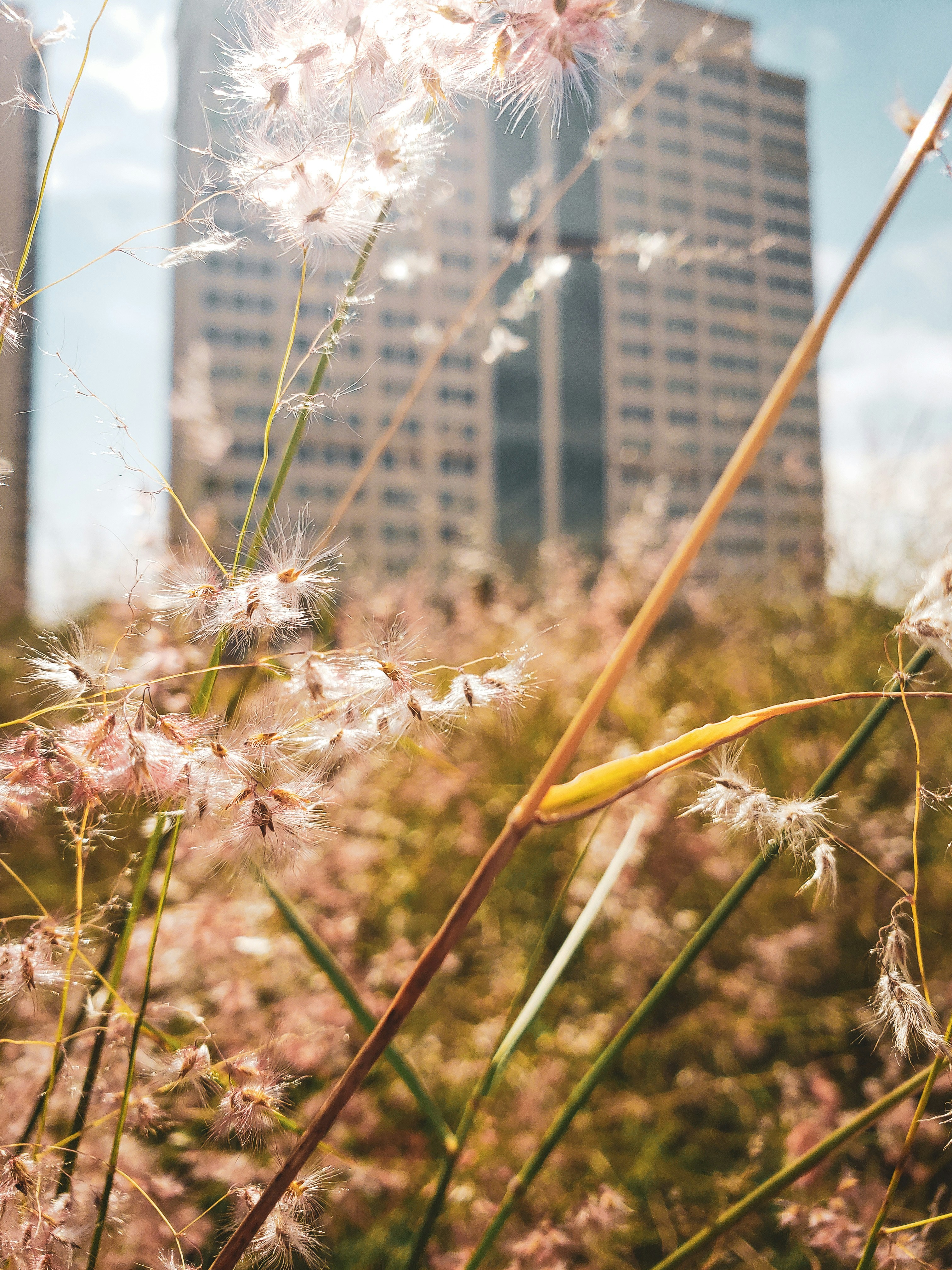 tall buildings are in the background of a field of wildflowers