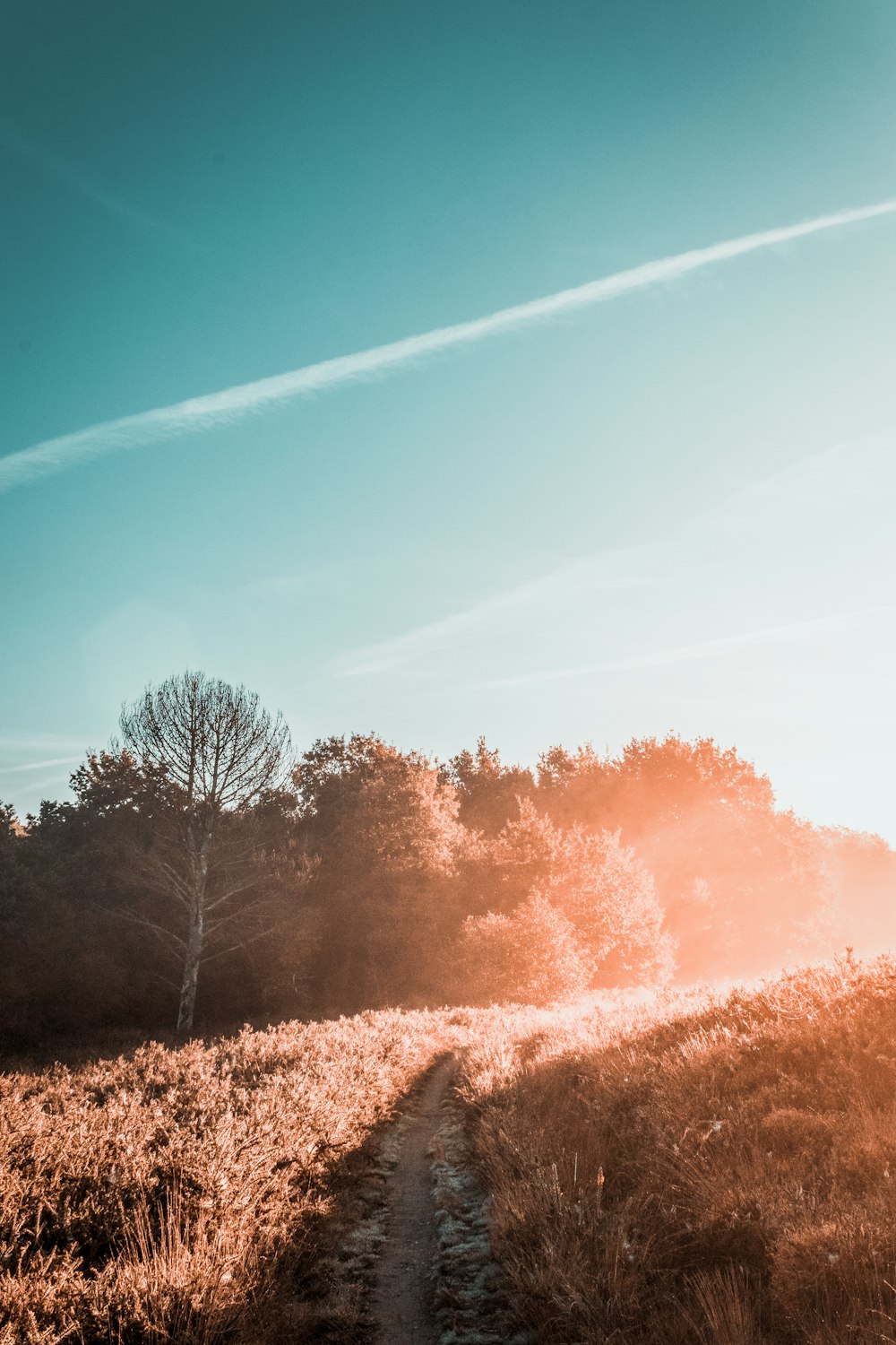 a dirt path in a field with trees in the background