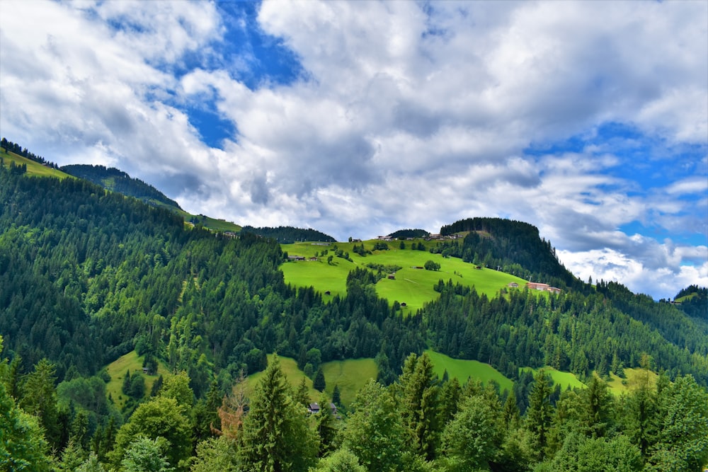 green trees on hill