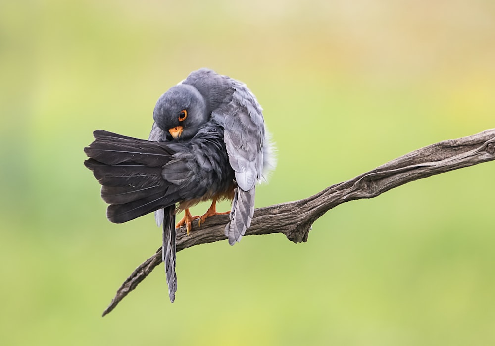 grauer Vogel