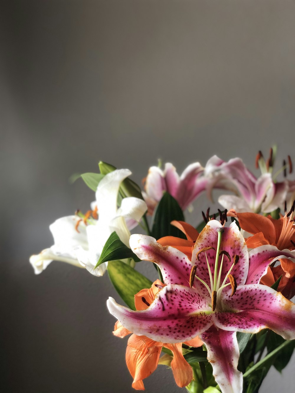 assorted-color lily flowers