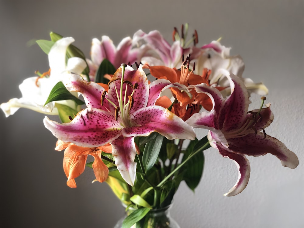 white and purple flowers