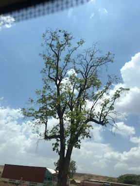 A friendly driver standing next to a fleet of transport trucks under a clear sky in Jhunjhunu.