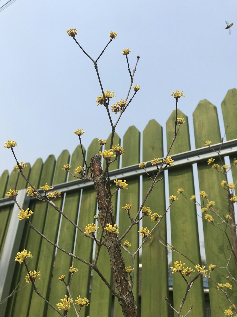 yellow flower tree near green wooden fence under blue sky
