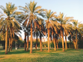 green coconut palm trees