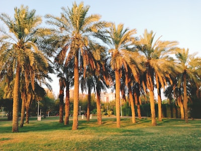 green coconut palm trees