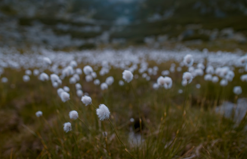 white petaled flower field