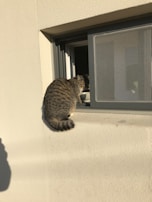 A curious tabby cat perched on a sunny windowsill watching birds outside.
