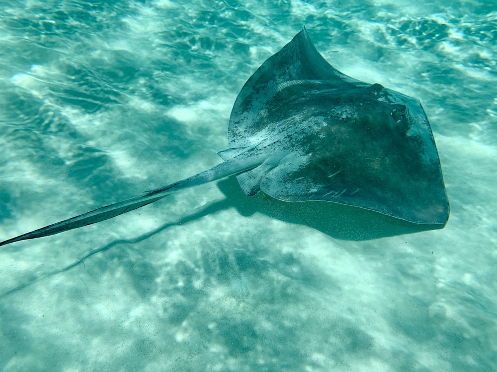 black and gray manta ray