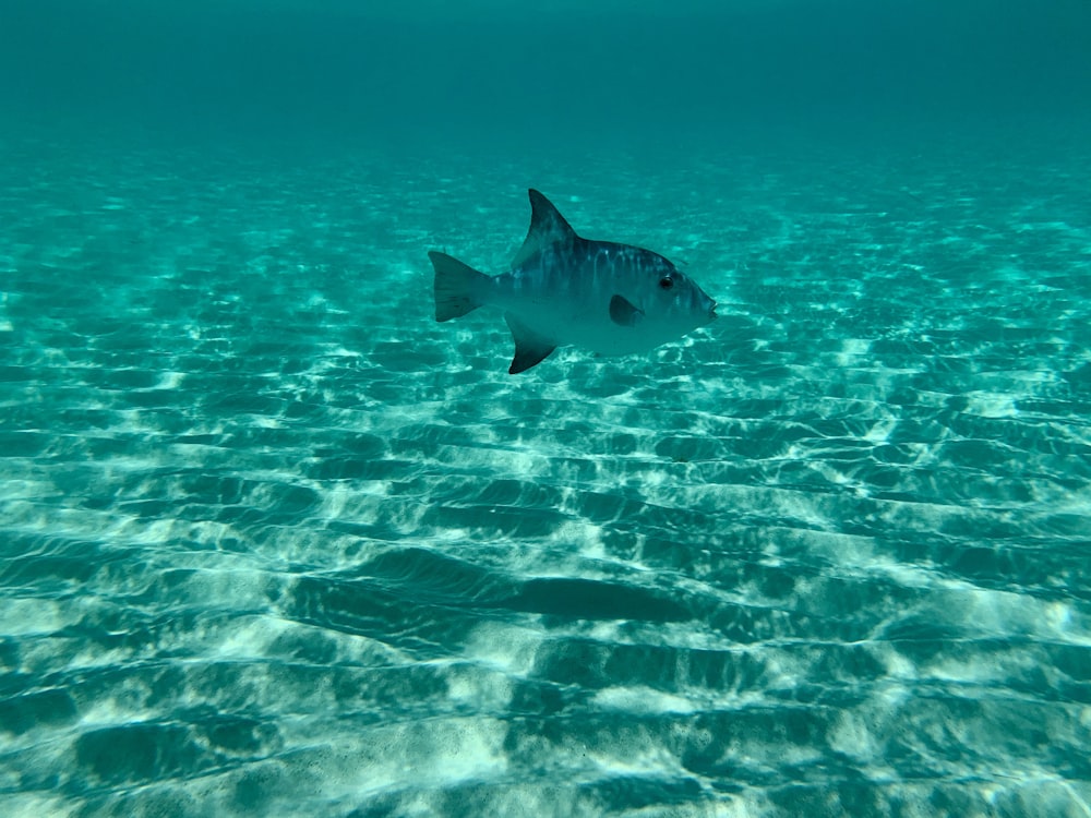 underwater photo of a gray fish