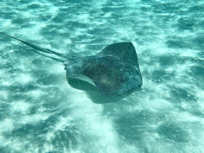 Tulum reef snorkel with turtles and rays